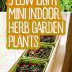 Pinterest graphic with text and a collage of herb garden herbs and planters indoors.