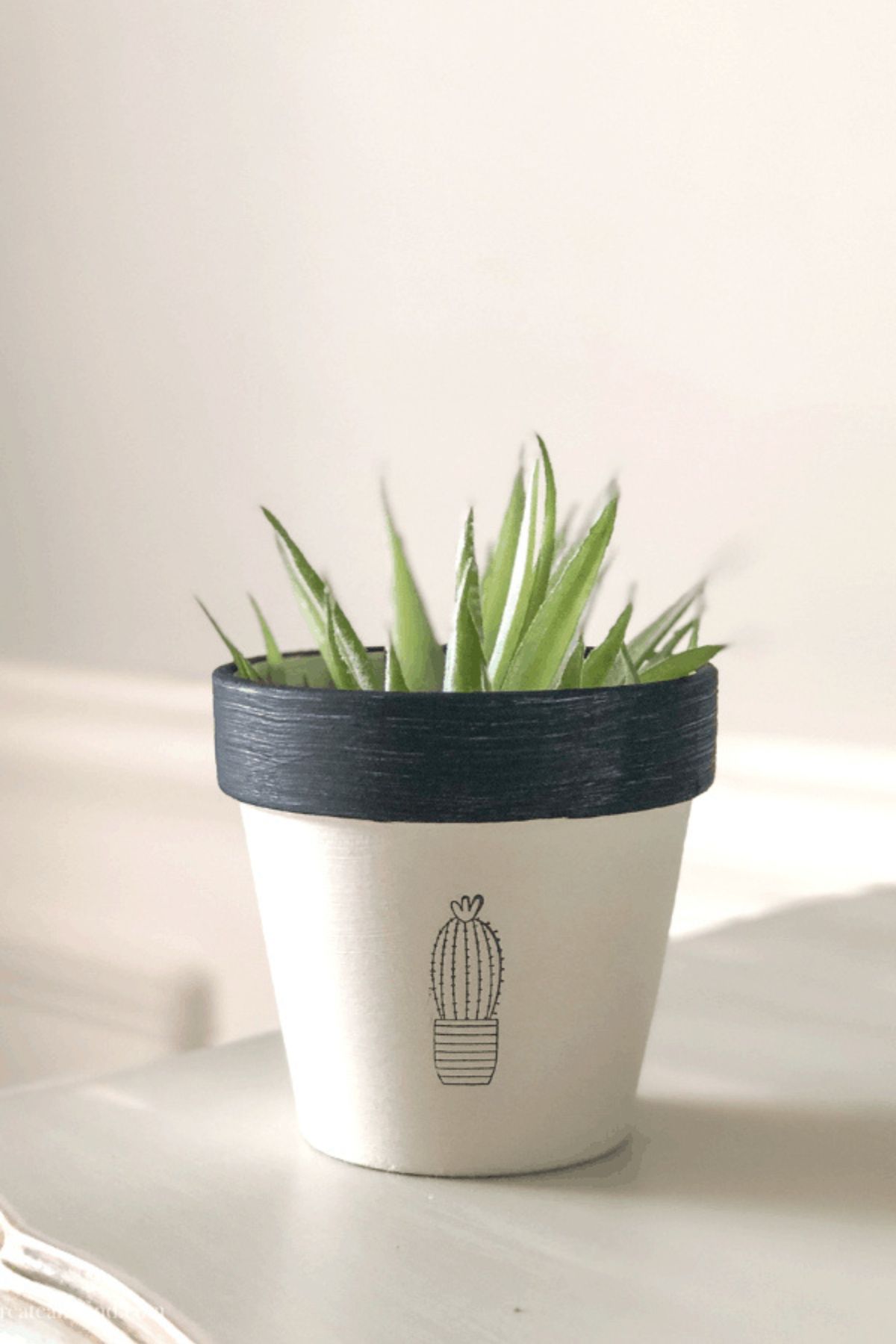 A white panted pod with a cactus and black rim and succulents growing inside.