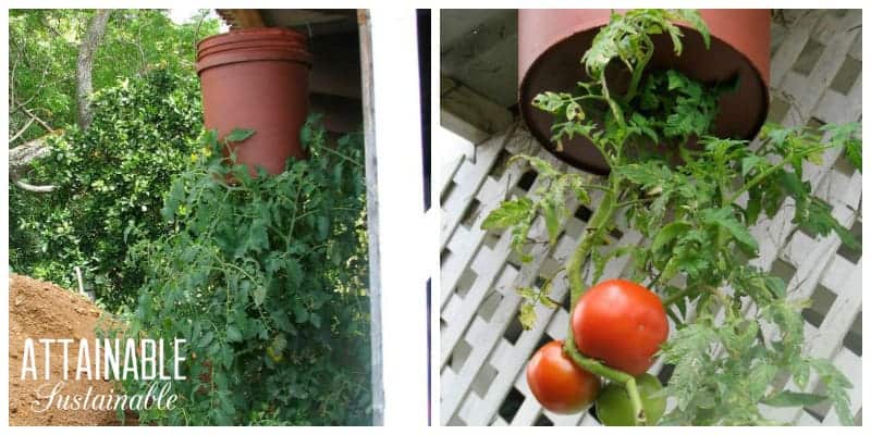 Upside down tomato plant bucket hanging outside.