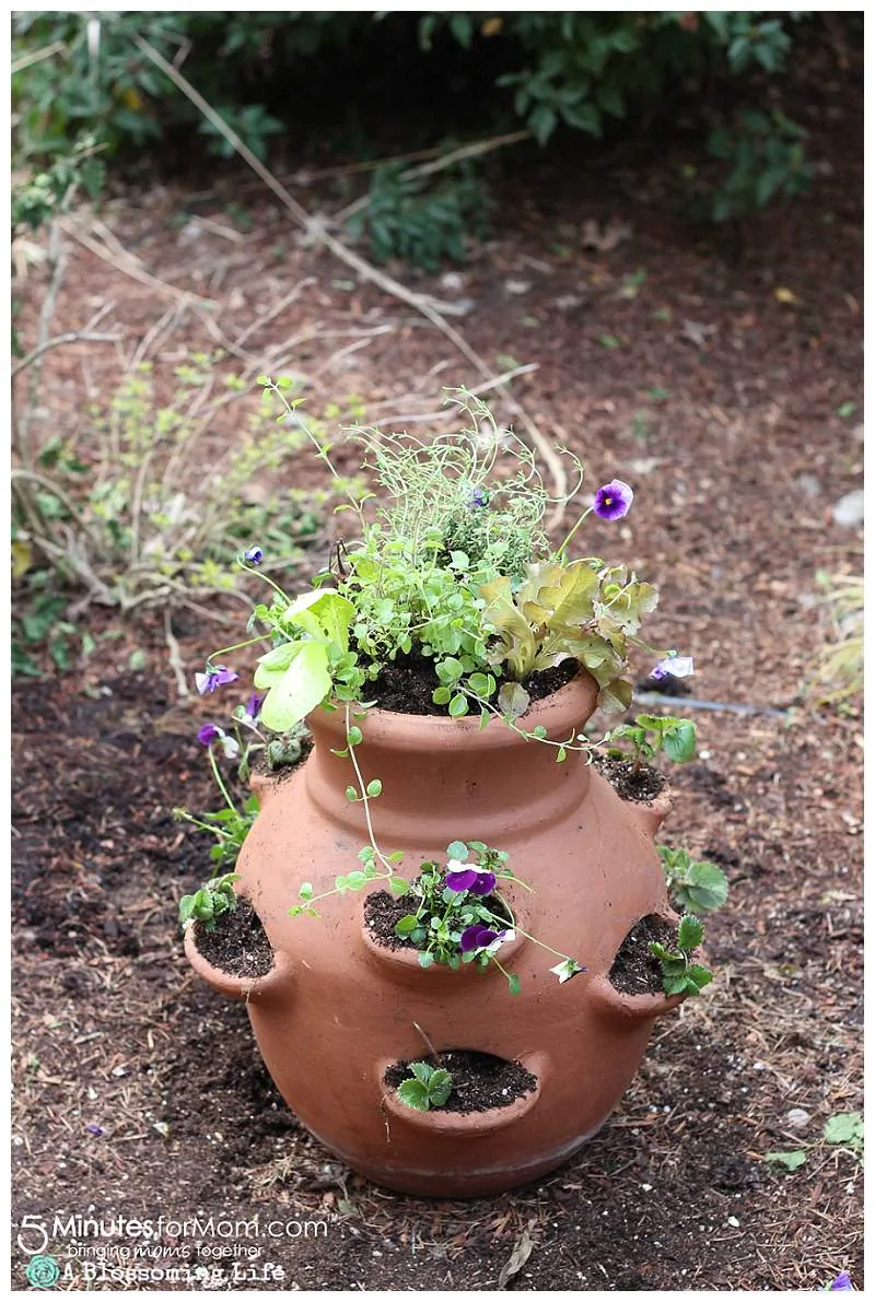 An edible mini garden in a clay pot on the ground outside.