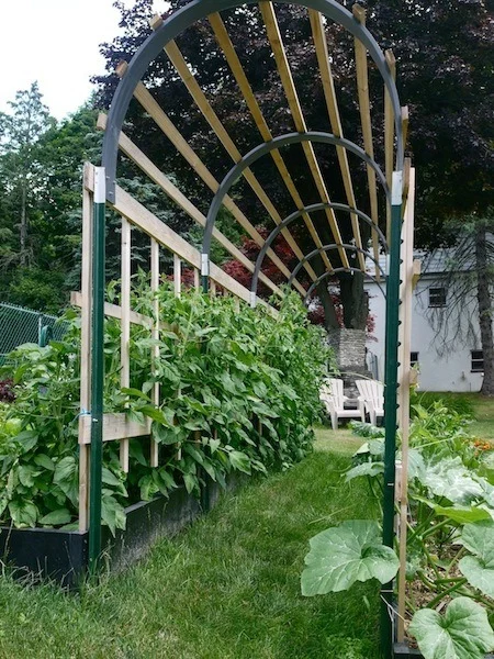 A DIY tomato trellis in a backyard with plants growning on either side.