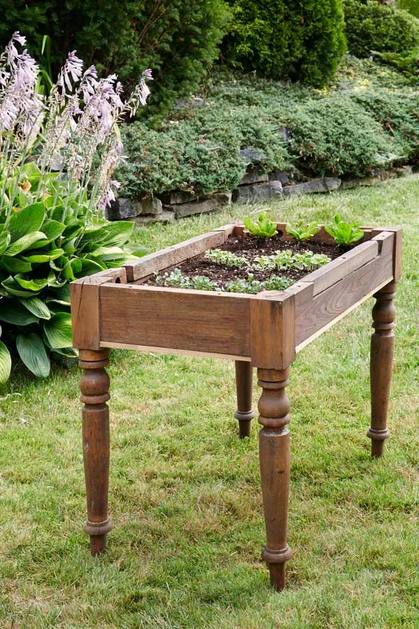 A DIY llettuce table with small greens inside in a backyard.
