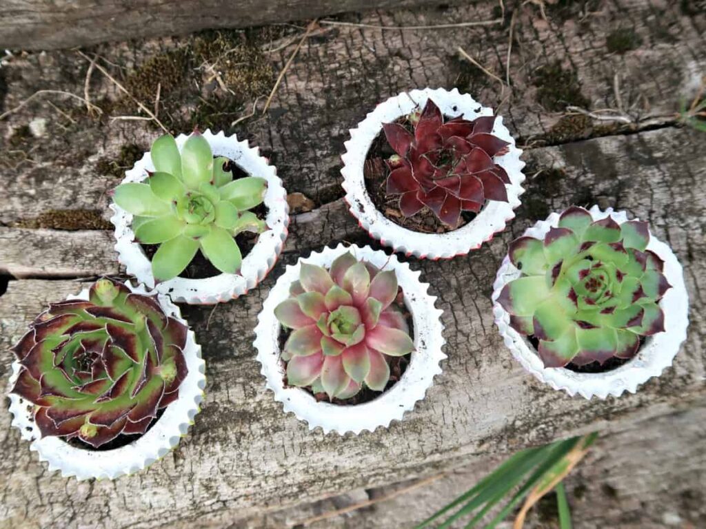 Cement succulent planters on a wood surface outside.