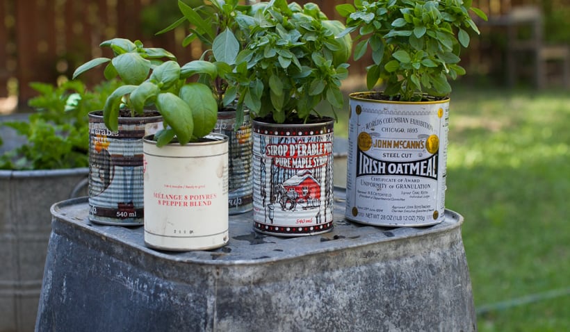 Tin can planters outside with green leafy vegetables inside.